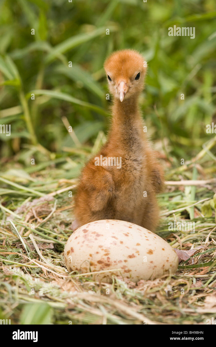 Eurasian Crane chick (Grus grus) on nest. Second egg of clutch still to chip; asynchronous hatching. Stock Photo