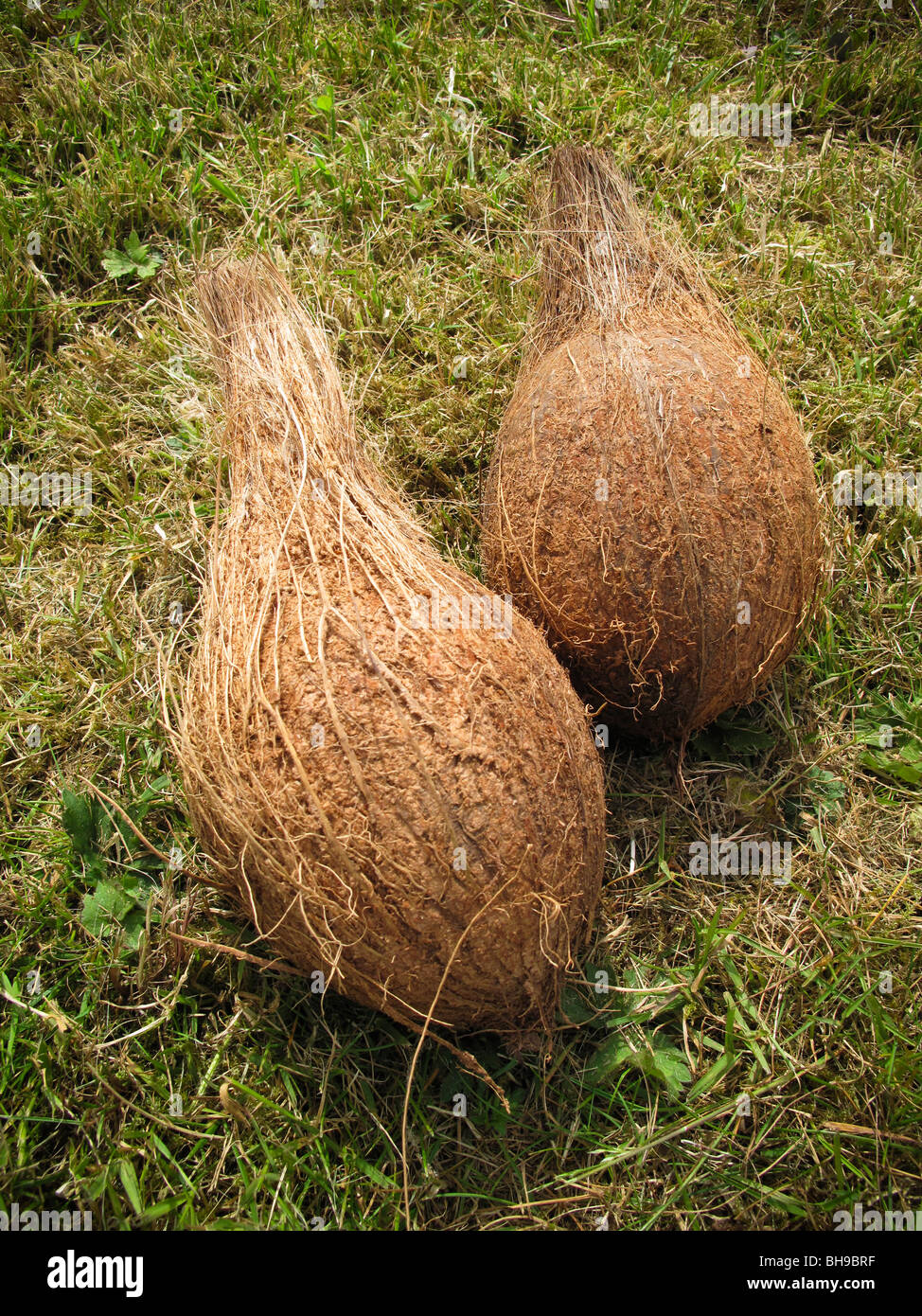 Coconut on grass Stock Photo Alamy