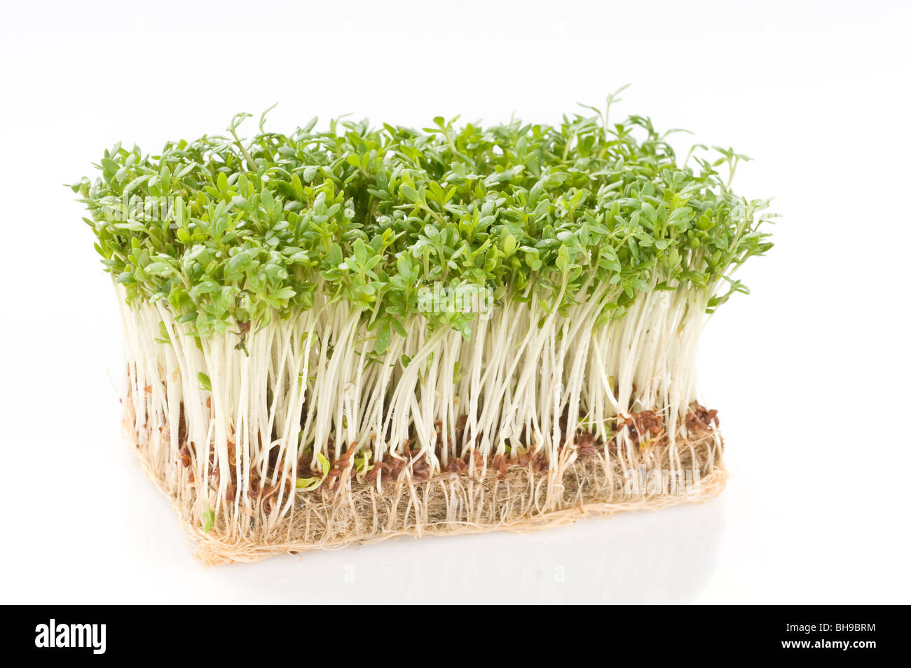 Mustard Cress isolated on white Stock Photo Alamy