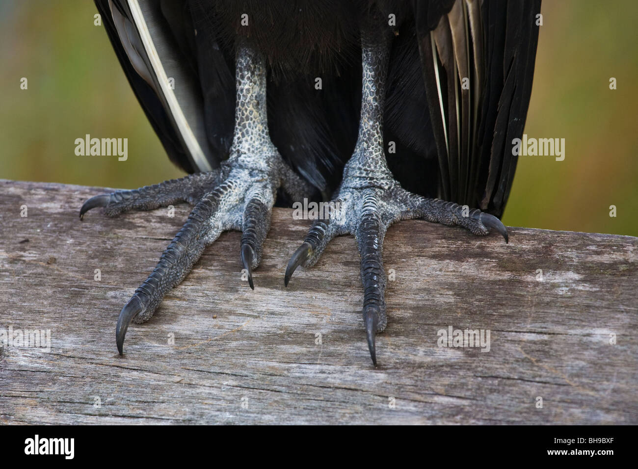 Close up detail of the feet and claws of a Black Vulture Stock Photo