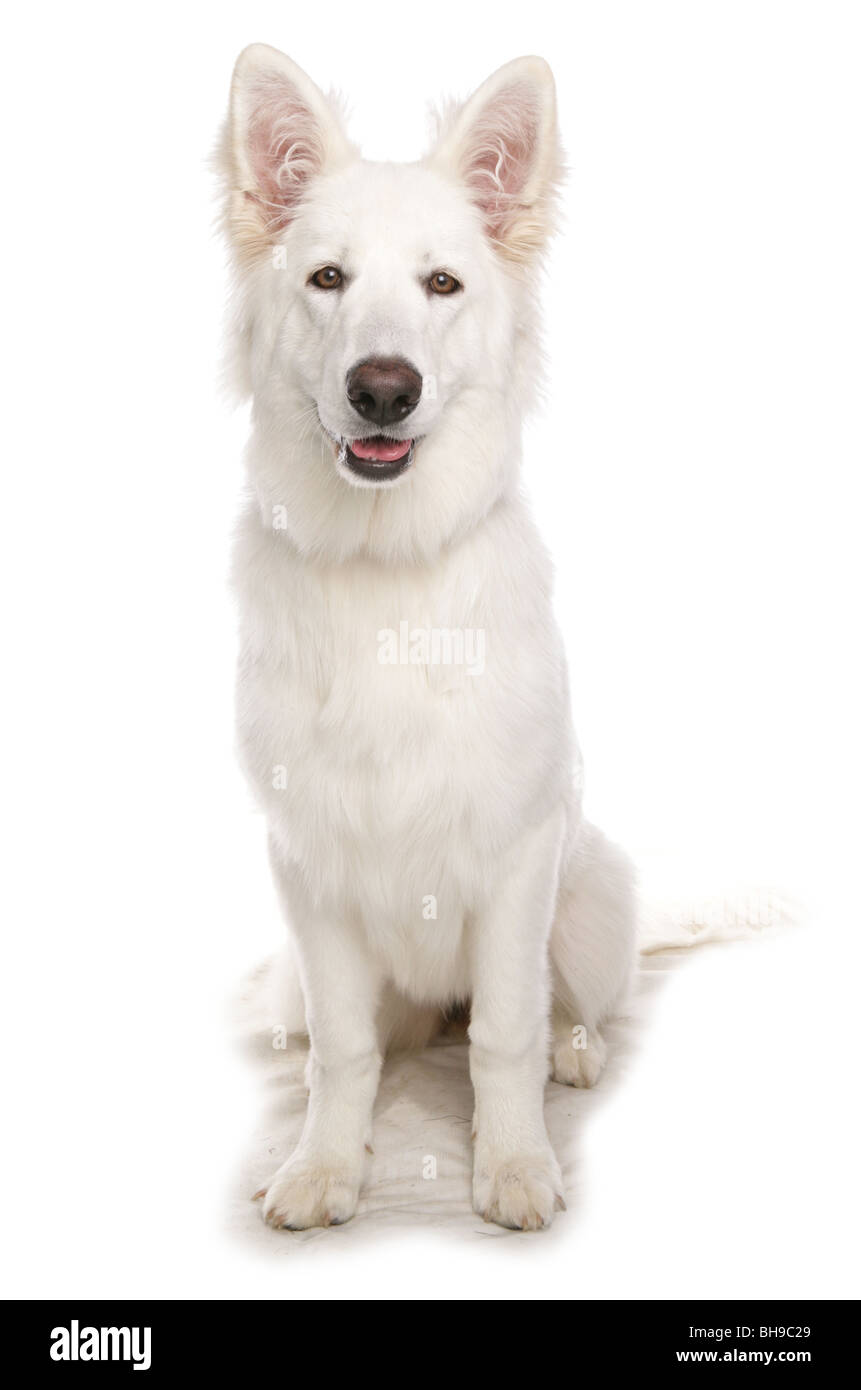 White german shepherd hi-res stock photography and images - Alamy