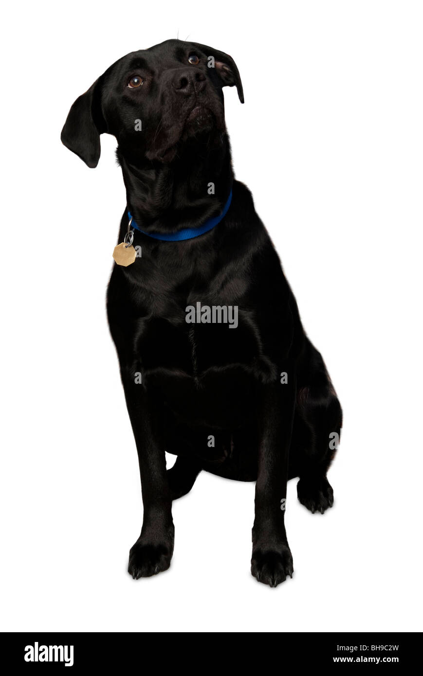 Black Labrador looking up Stock Photo Alamy