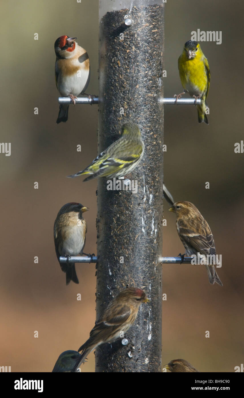 Well-used bird feeder! Niger seed feeder visited by Siskins, Redpolls, and Goldfinch. New Forest, Hampshire Stock Photo