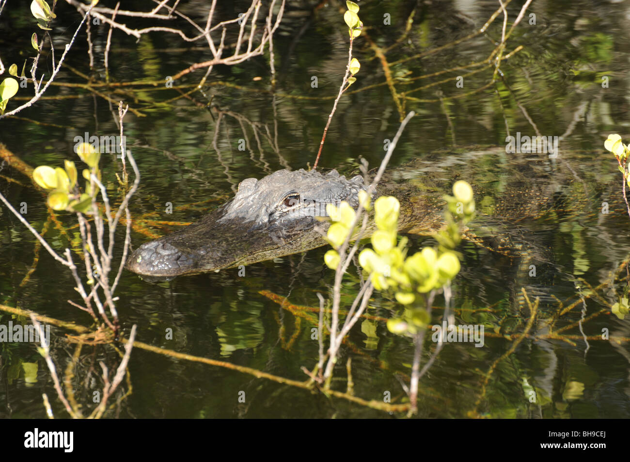 Alligators basking in the sun in the Florida Everglades USA Stock Photo