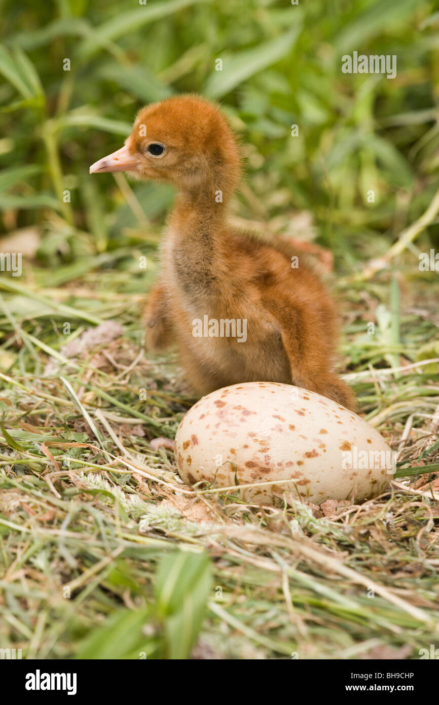 Common, European or Eurasian Crane (Grus grus). Chick and second egg of clutch still to hatch. Asynchronous hatching. Stock Photo