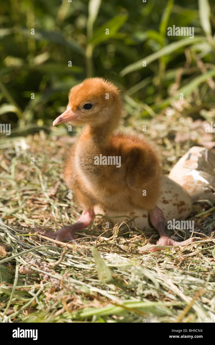 Eurasian or Common Crane chick (Grus grus). Chick attempting to stand for first time. Precocial young. Stock Photo