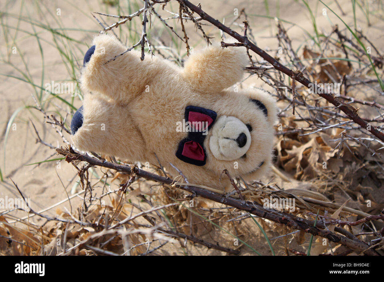 Teddy bear abandoned on a beach stuck in twigs and seaweed Stock Photo ...