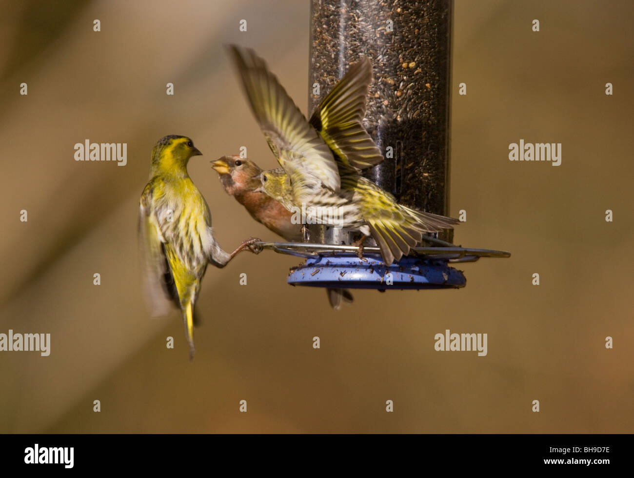 Siskins Carduelis spinosa and Redpoll Carduelis flammea at feeder, showing aggression; Hampshire Stock Photo