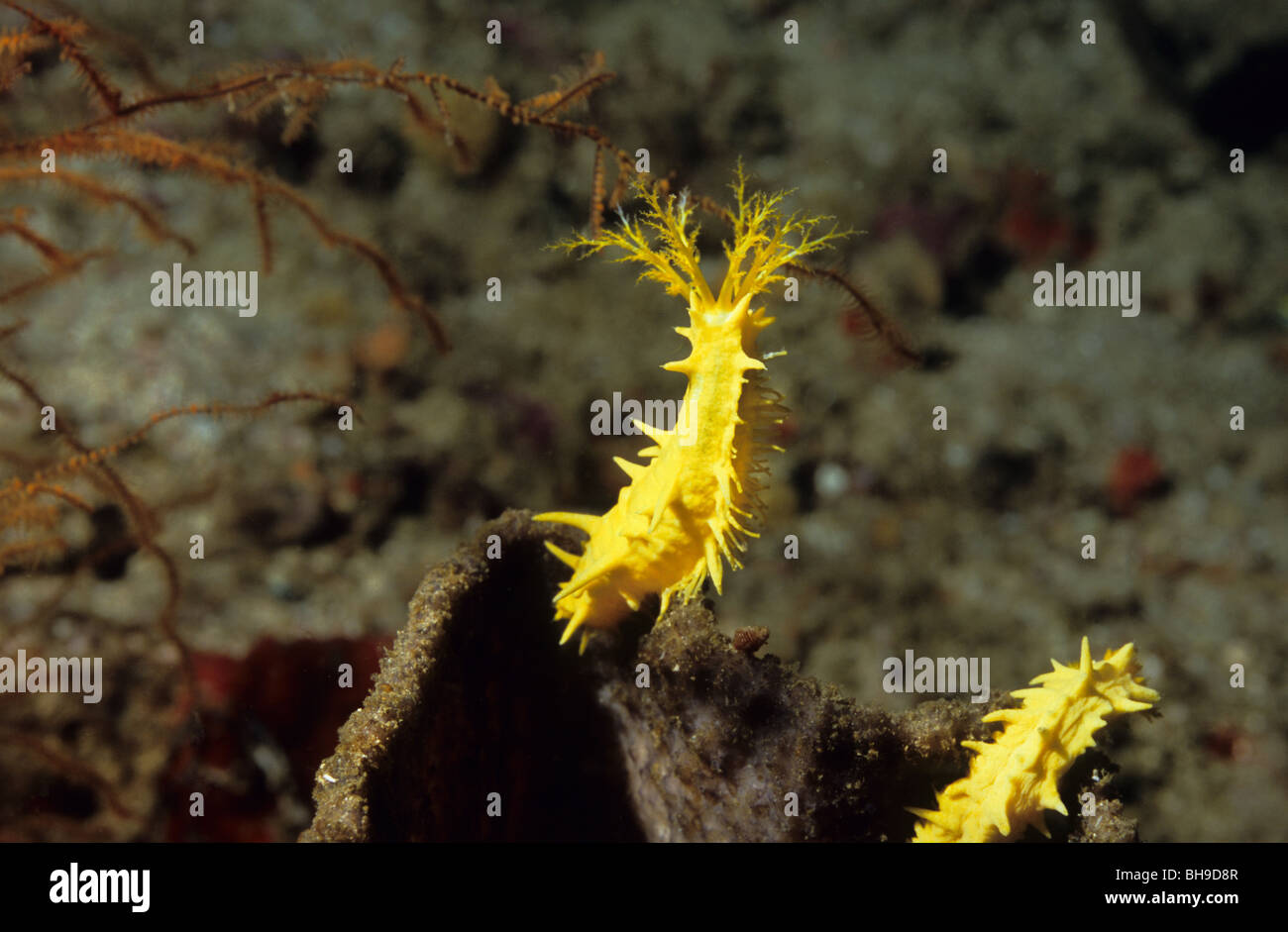 Filter Feeding Biology