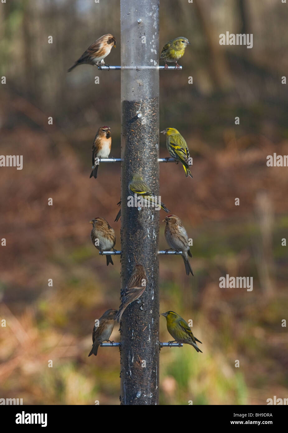 Well-used bird feeder! Niger seed feeder visited by Siskins and Redpolls. New Forest, Hampshire Stock Photo