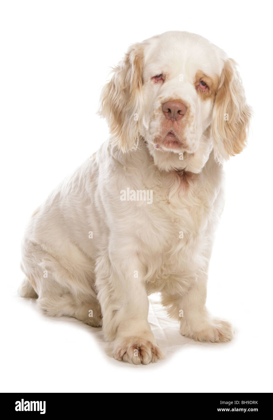 Clumber spaniel dog Single adult male sitting Studio Stock Photo