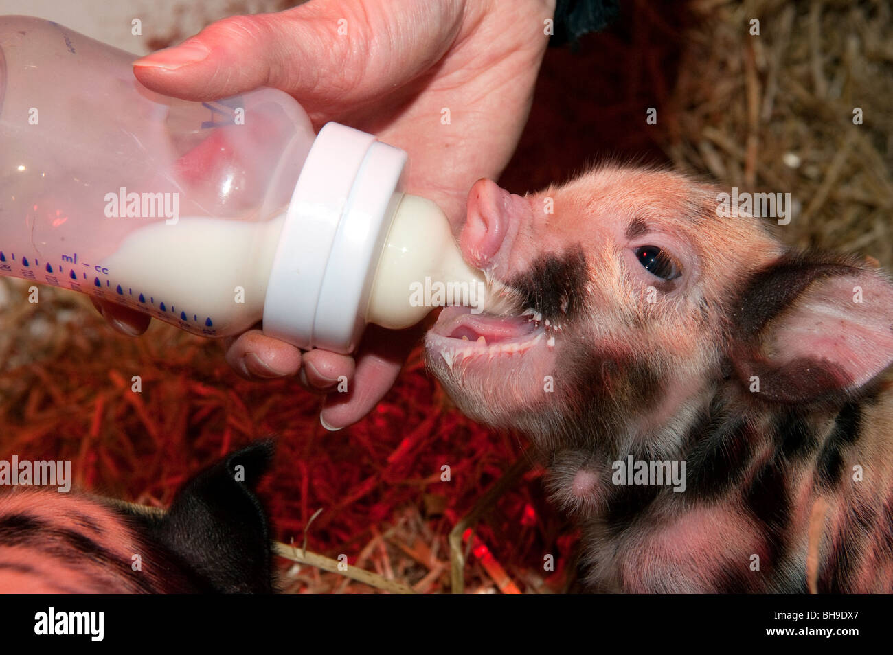 Young Kune Kune piglet being given extra milk out of a bottle Stock Photo