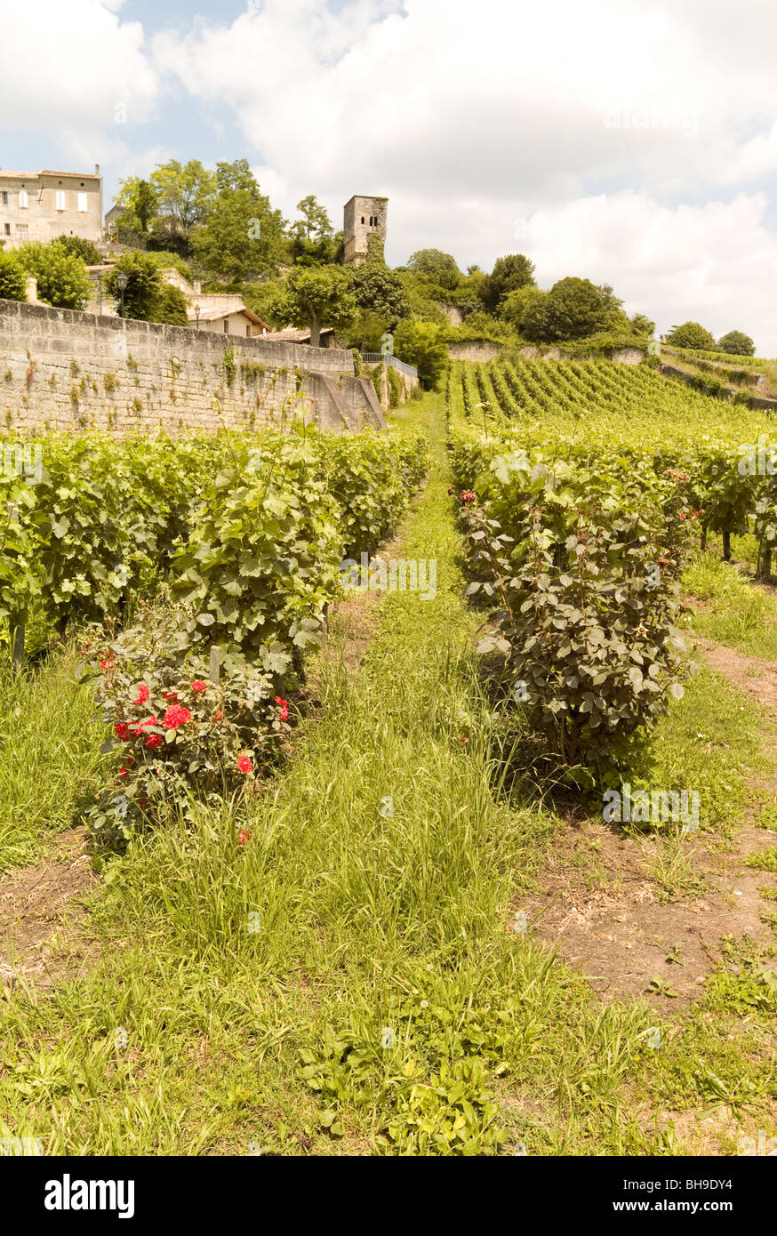 A hillside vineyard, just outside the ancient town of St Emilion, Gironde, Nouvelle-Aquitaine, France, Europe in summertime Stock Photo