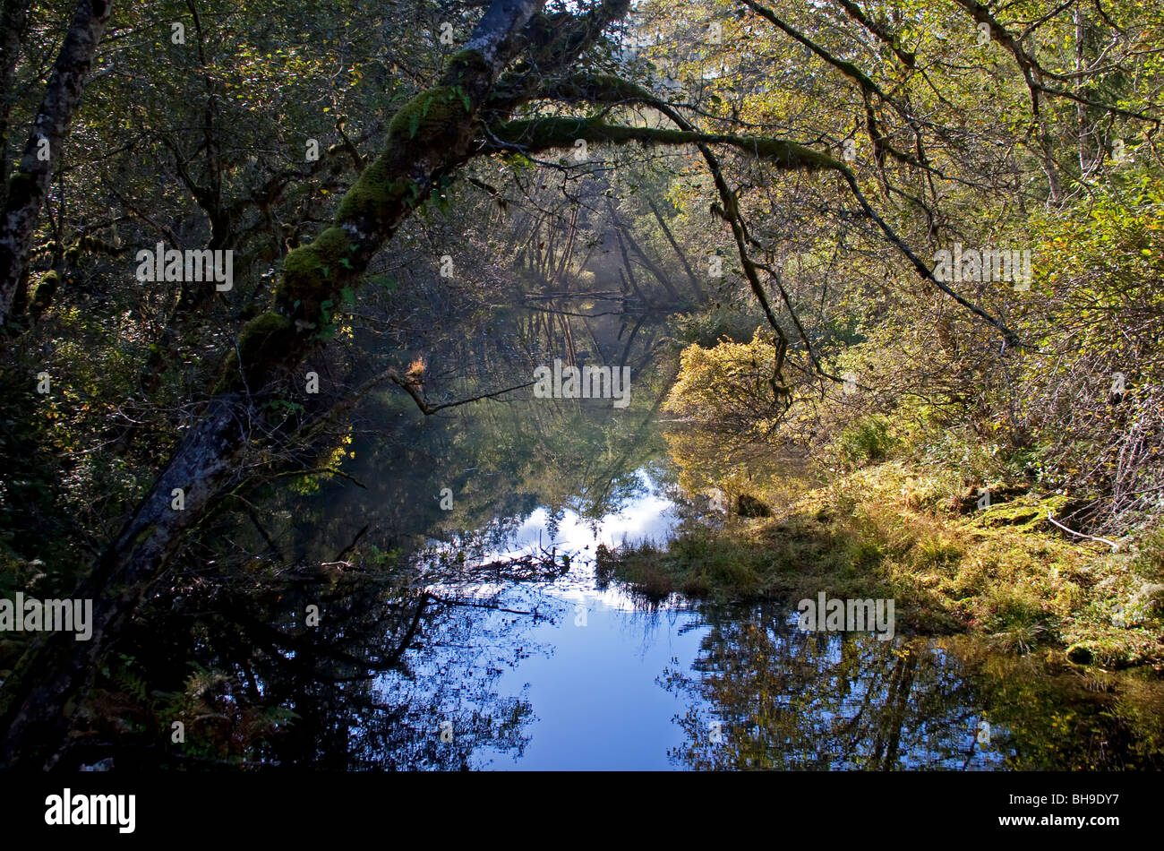 Nitinat River tributary and reflections Vancouver Island BC Canada in October Stock Photo