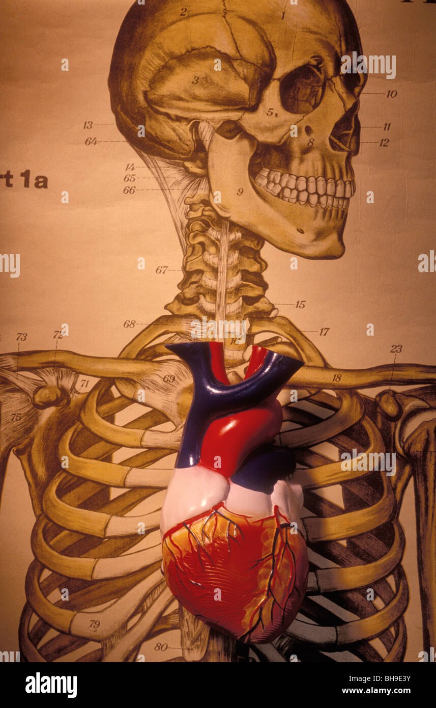 Anatomical heart model hi-res stock photography and images - Alamy