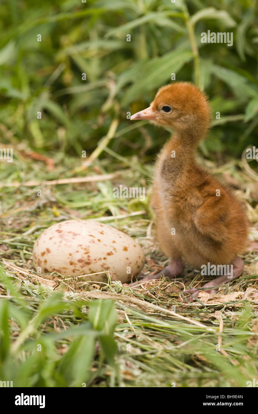 Eurasian Crane chick (Grus grus) on nest. Just hatched, 'downy' feather dry. Second egg still to hatch - asynchronous hatching. Stock Photo