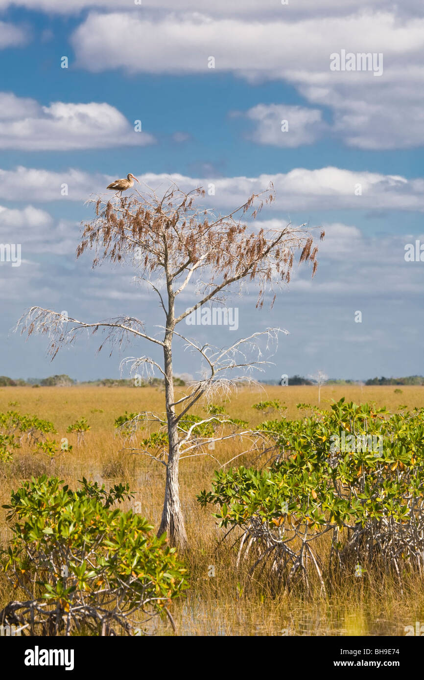 Immature White Ibis in a tree in the Everglades National Park Florida Stock Photo