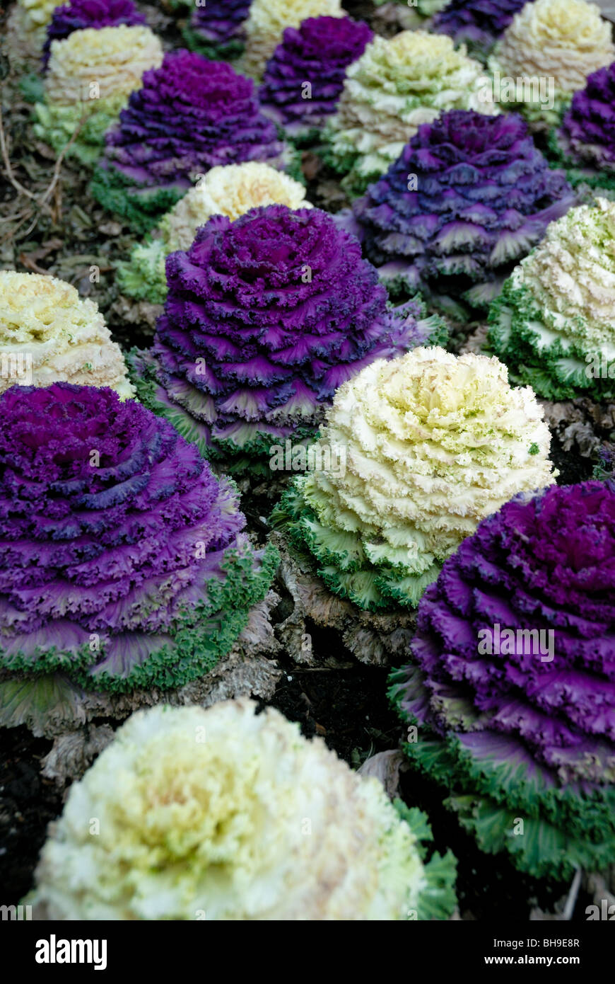 Ornamental cabbage hi-res stock photography and images - Alamy