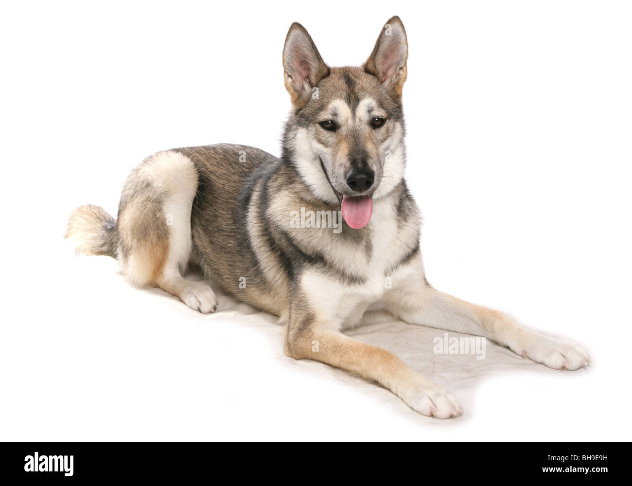 Tamaskan Single adult female dog laying Studio Stock Photo