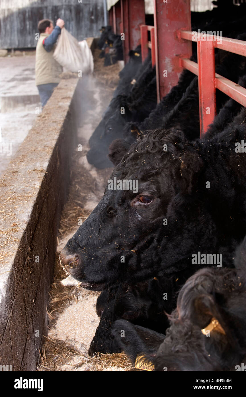 Farmer feeding Angus cattle in feed trough Stock Photo Alamy