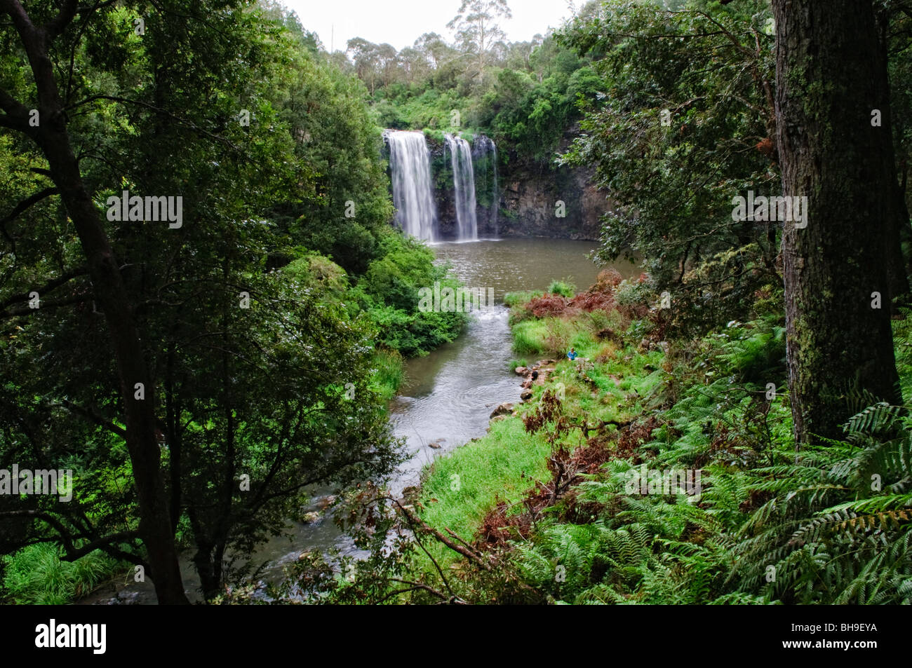 Dangar Falls near Dorrigo in north central New South Wales on Waterfall Way Stock Photo