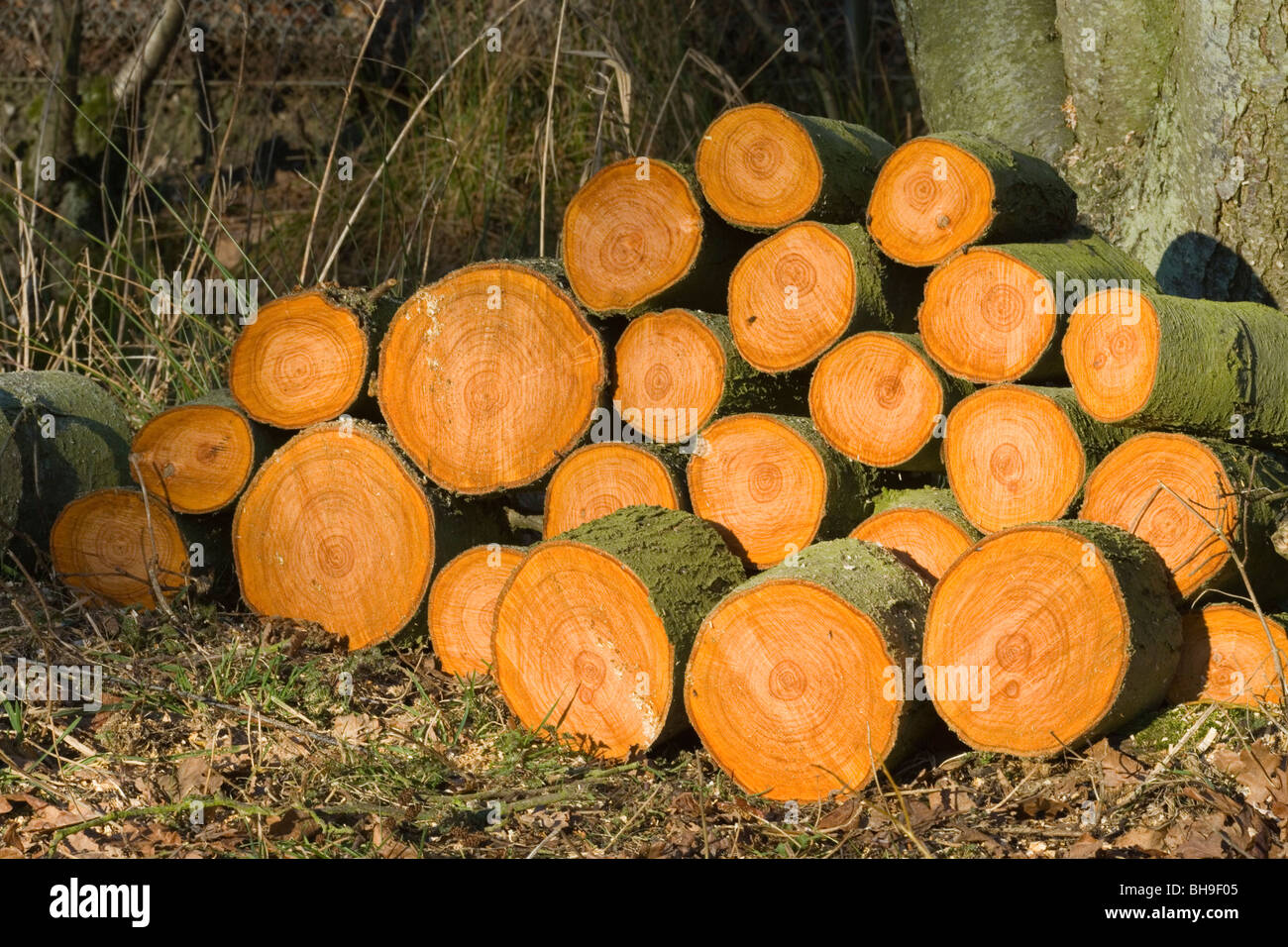 Alder (Alnus glutinosa). Recently cut logs, shown in cross section. Stock Photo