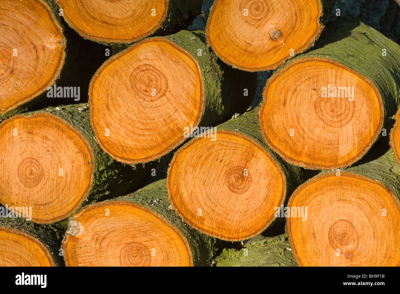 Alder (Alnus glutinosa). Freshly cut logs made from one trunk. Annual growth rings shown. Stock Photo