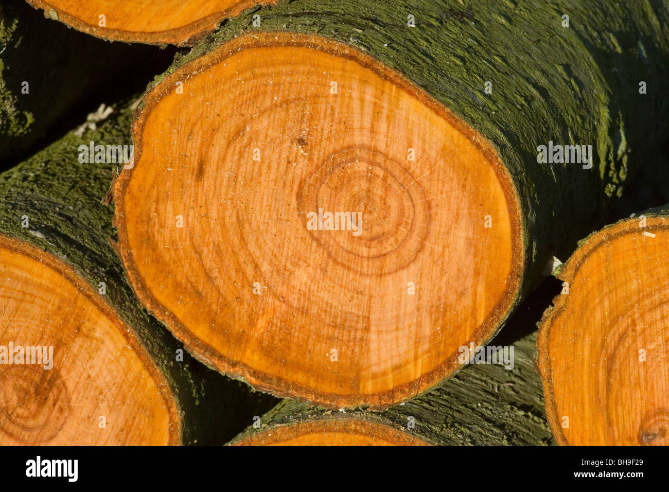 Alder (Alnus glutinosa). Cross section of freshly cut trunk showing annual growth rings. Stock Photo