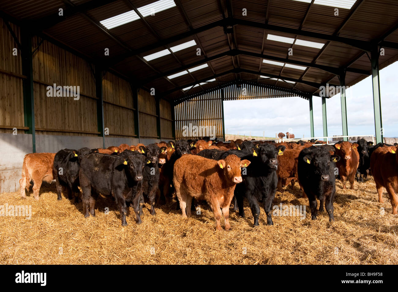 Beef cattle shed uk hi-res stock photography and images - Alamy