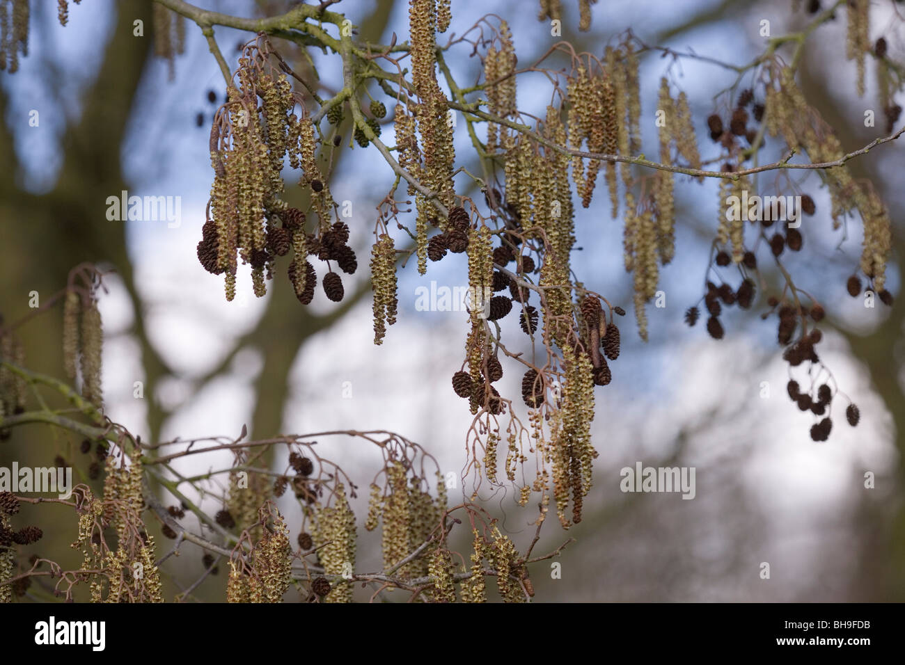 Alder (Alnus glutinosa). Male catkins of the year with female flower 'cones' from previous year still attached to branches. Stock Photo