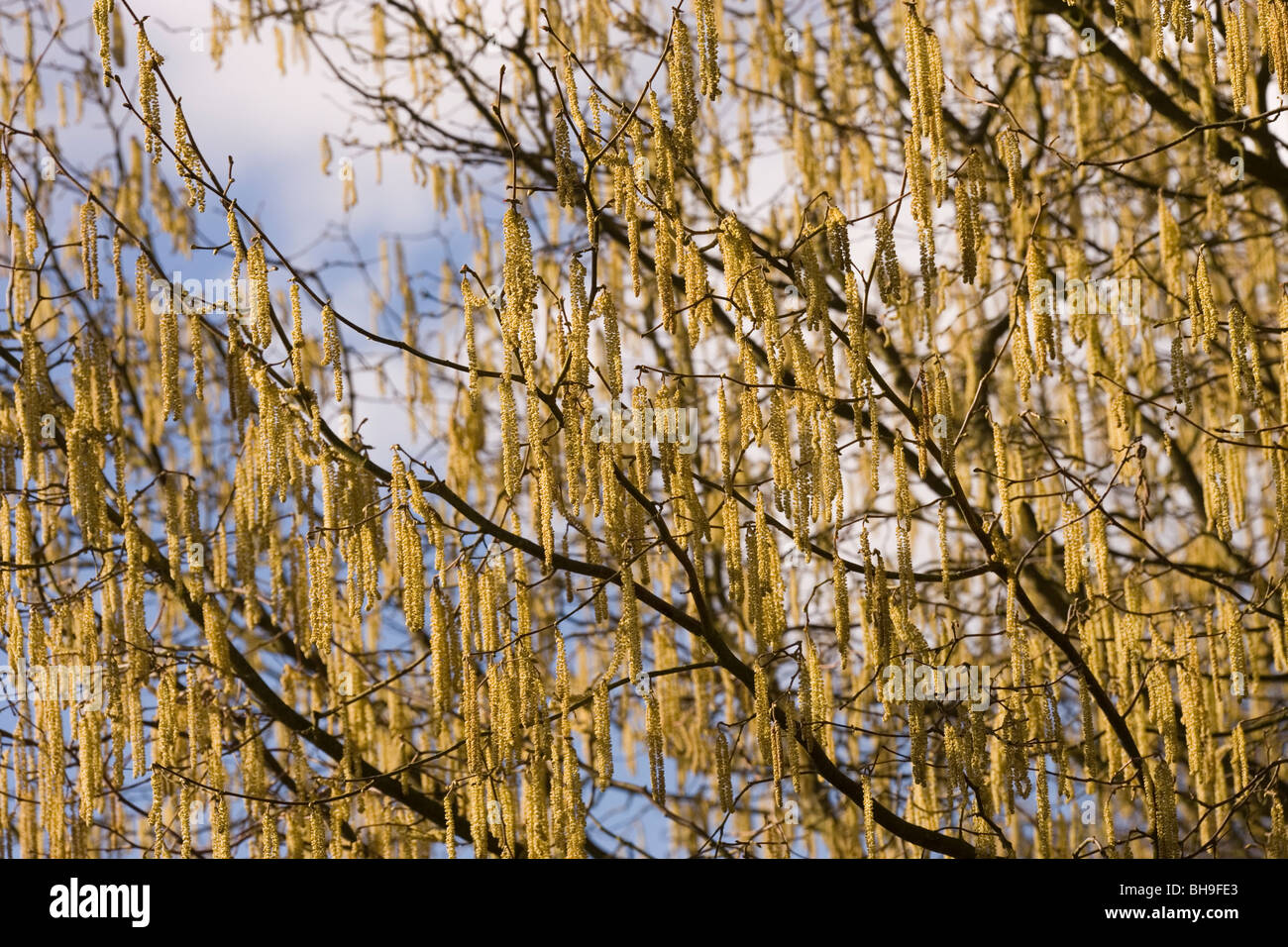 Hazel (Corylus avellana). Male catkins or 'lambstails', on a hedgerow growing tree. March. Spring. Stock Photo