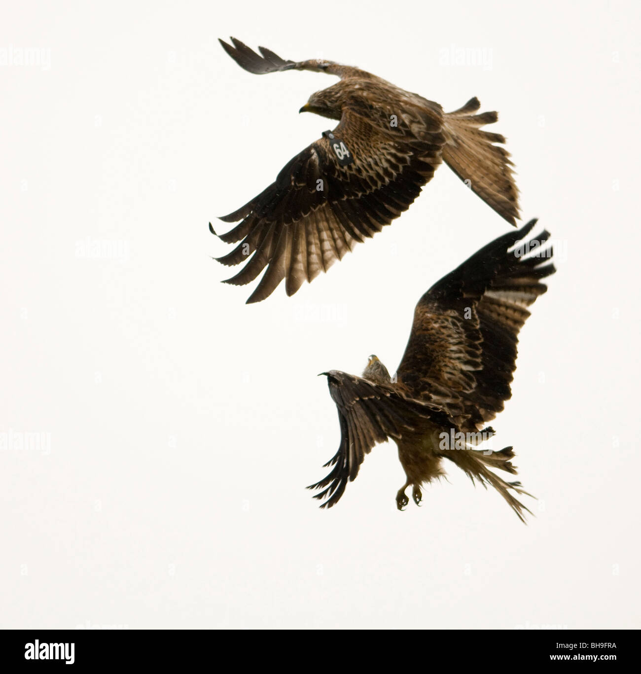 A  pair of red kites engage in a mock battle whilst in flight Stock Photo