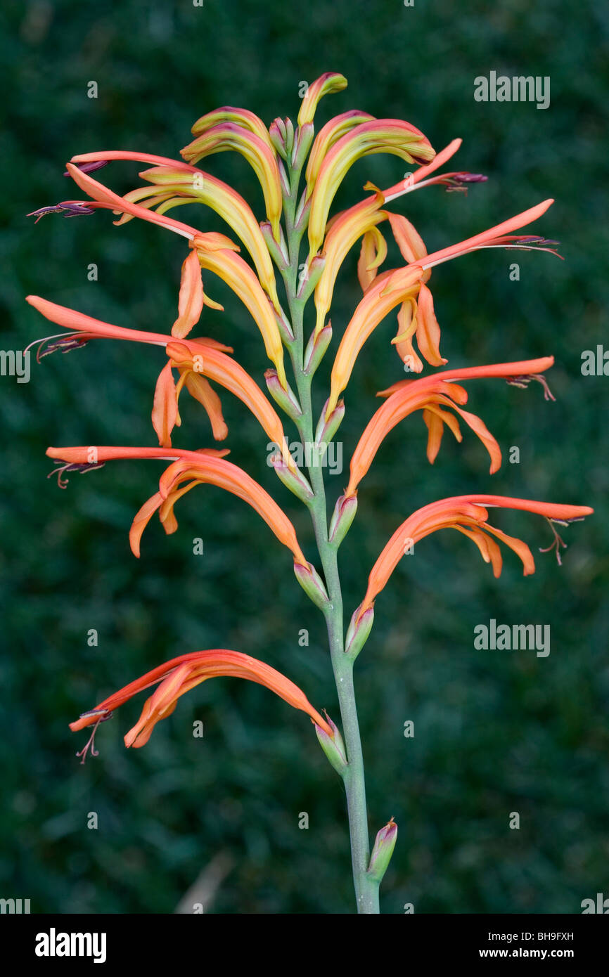 Flower of Cobra Lily, South African Bulb plant (Chasmanthe aethiopica), Growing in San Diego, California Stock Photo