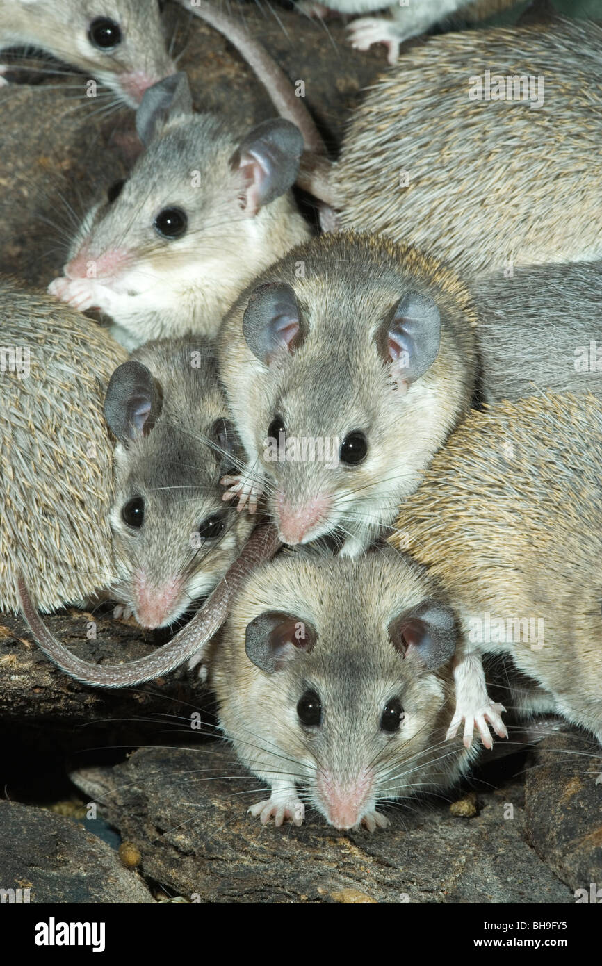 Turkish Spiny Mice (Acomys cilicicus). Stock Photo