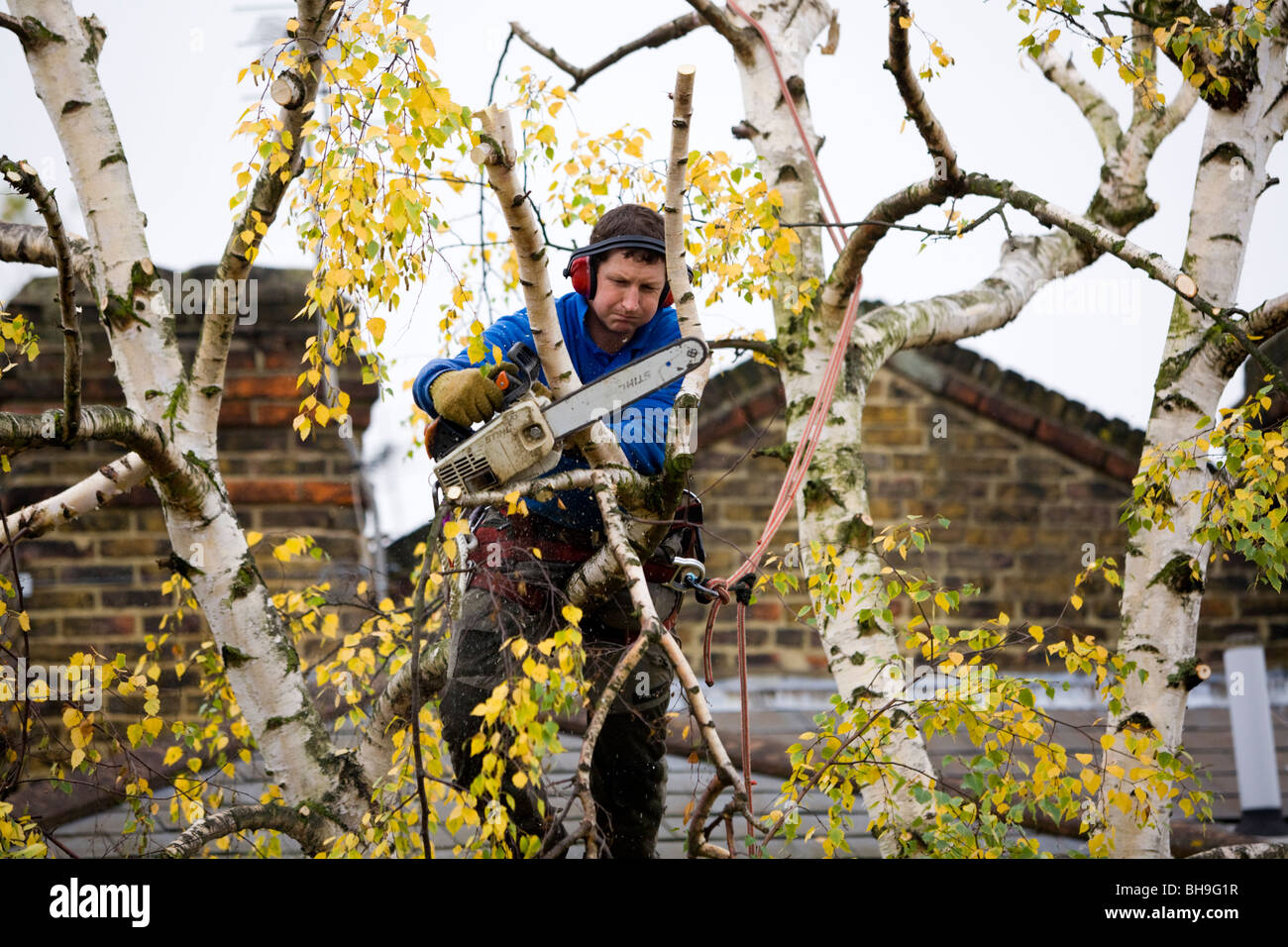 Tree surgeon trimming a tree with a chain saw. Stock Photo