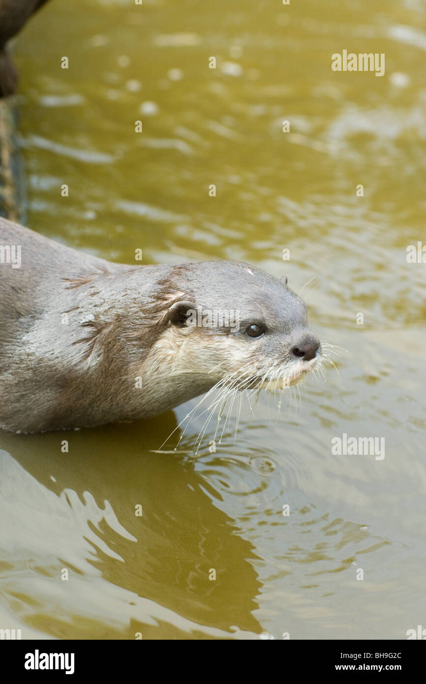 Asian Small-clawed Otter Aonyx (Amblonyx) cinerea. South-east Asia. Drinking. Stock Photo