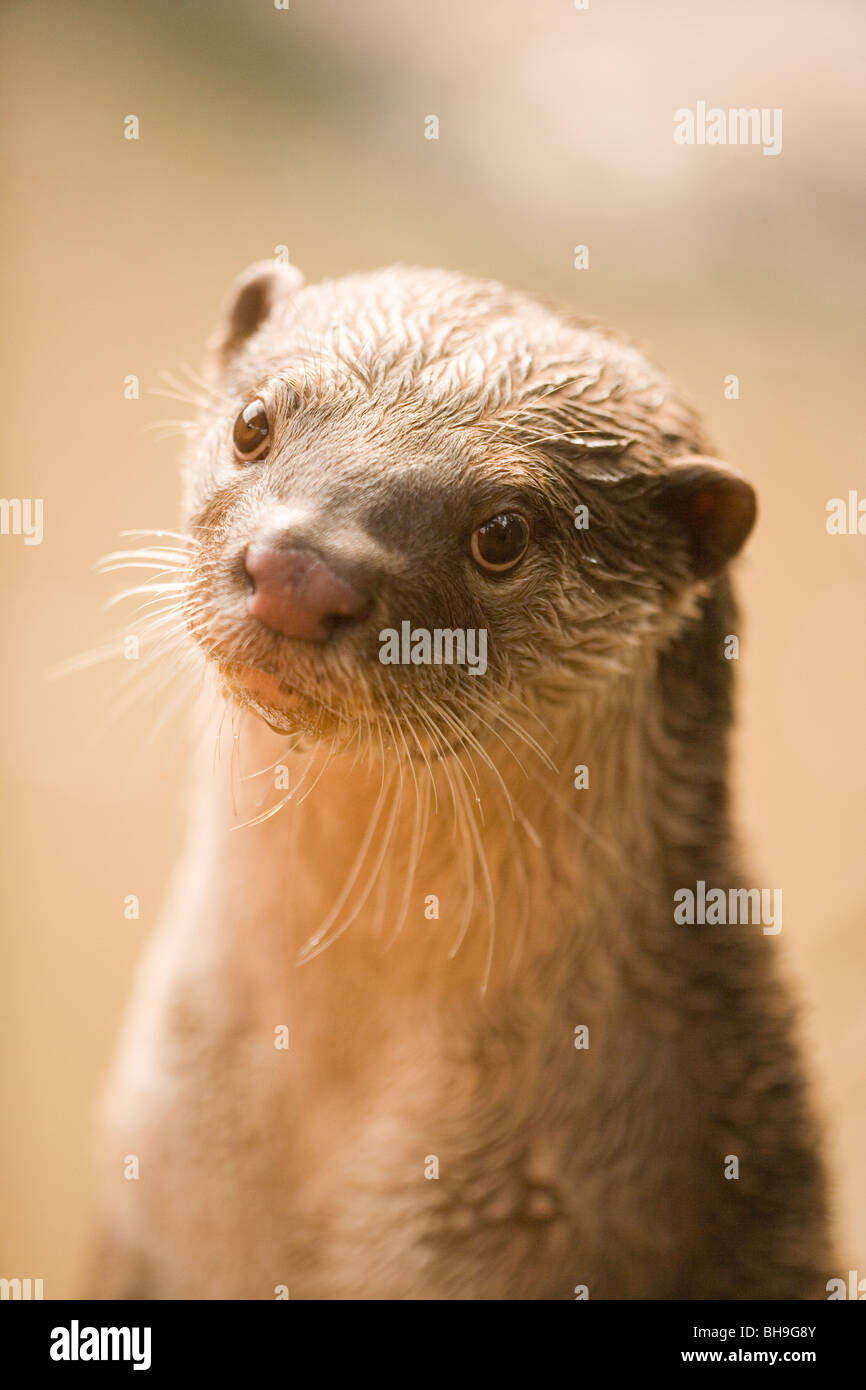 Smooth-coated Otter (Lutragale perspicillata). Stock Photo