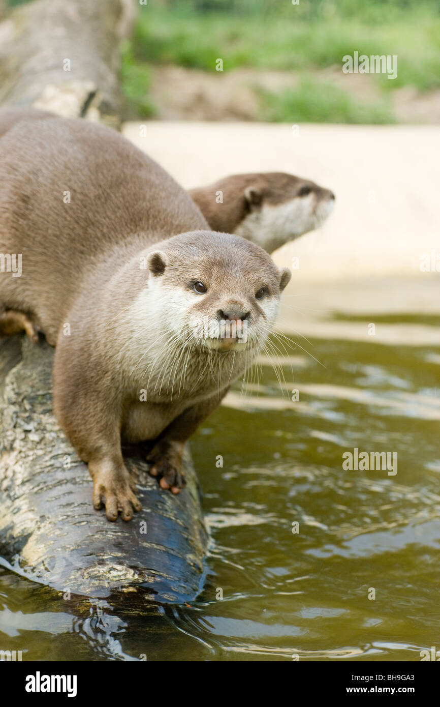 Asian Small-clawed Otters Aonyx (Amblonyx) cinerea. Malaysia, South-east Asia Stock Photo
