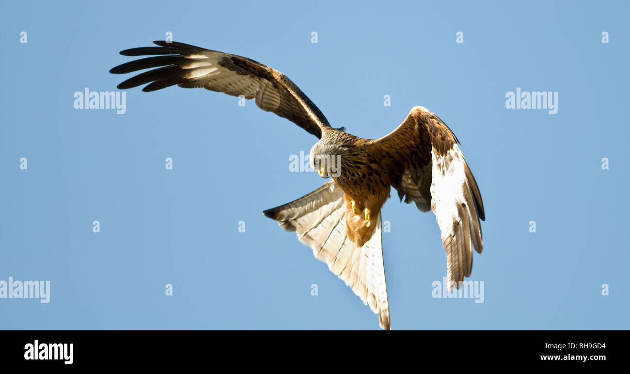 A single red kite, Milvus milvus, with its wings outspread prepares to dive for food against a blue sky background. Stock Photo