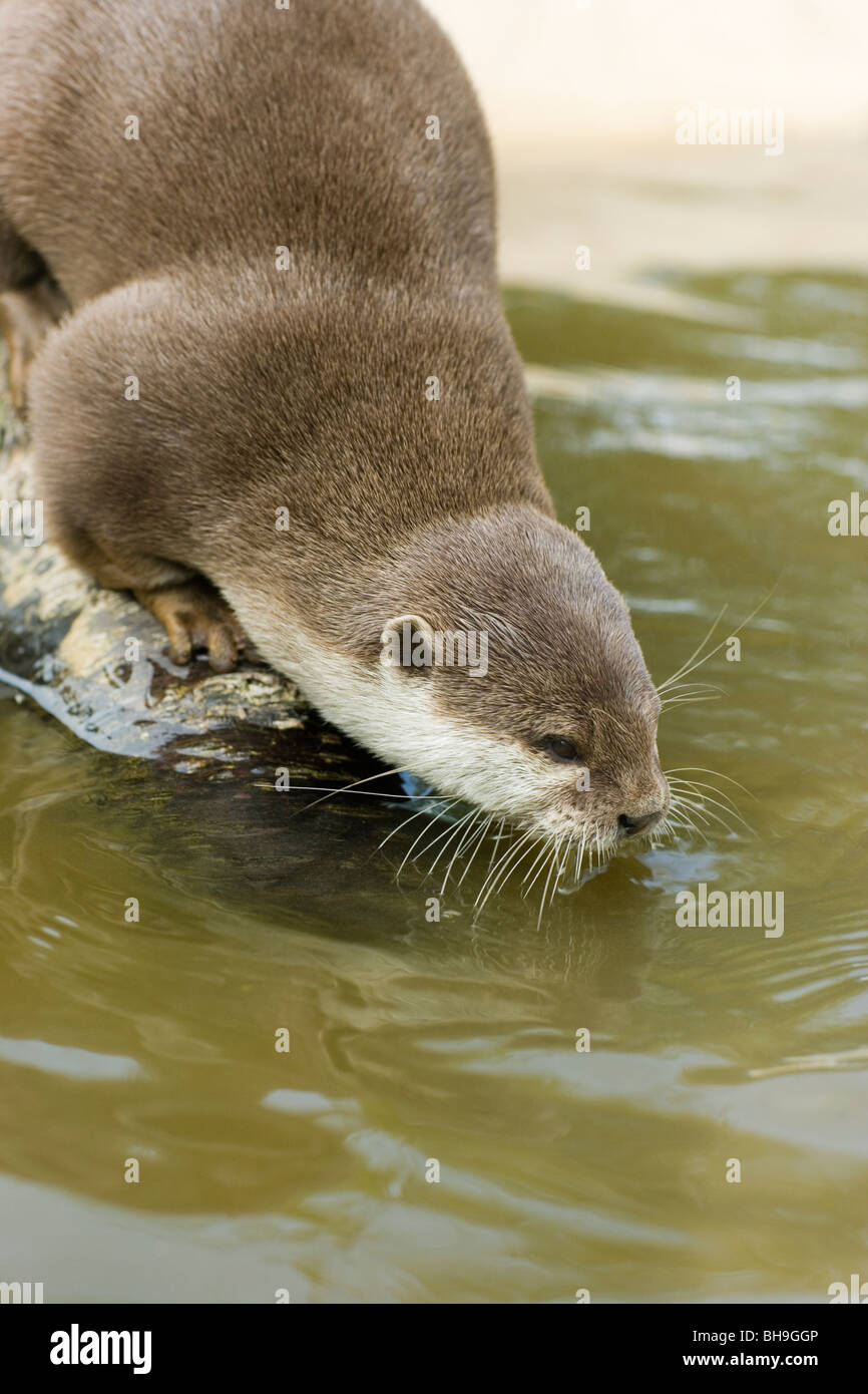Asian Small-clawed Otter Aonyx (Amblonyx) cinerea. Drinking. Malaysia, South-east Asia Stock Photo