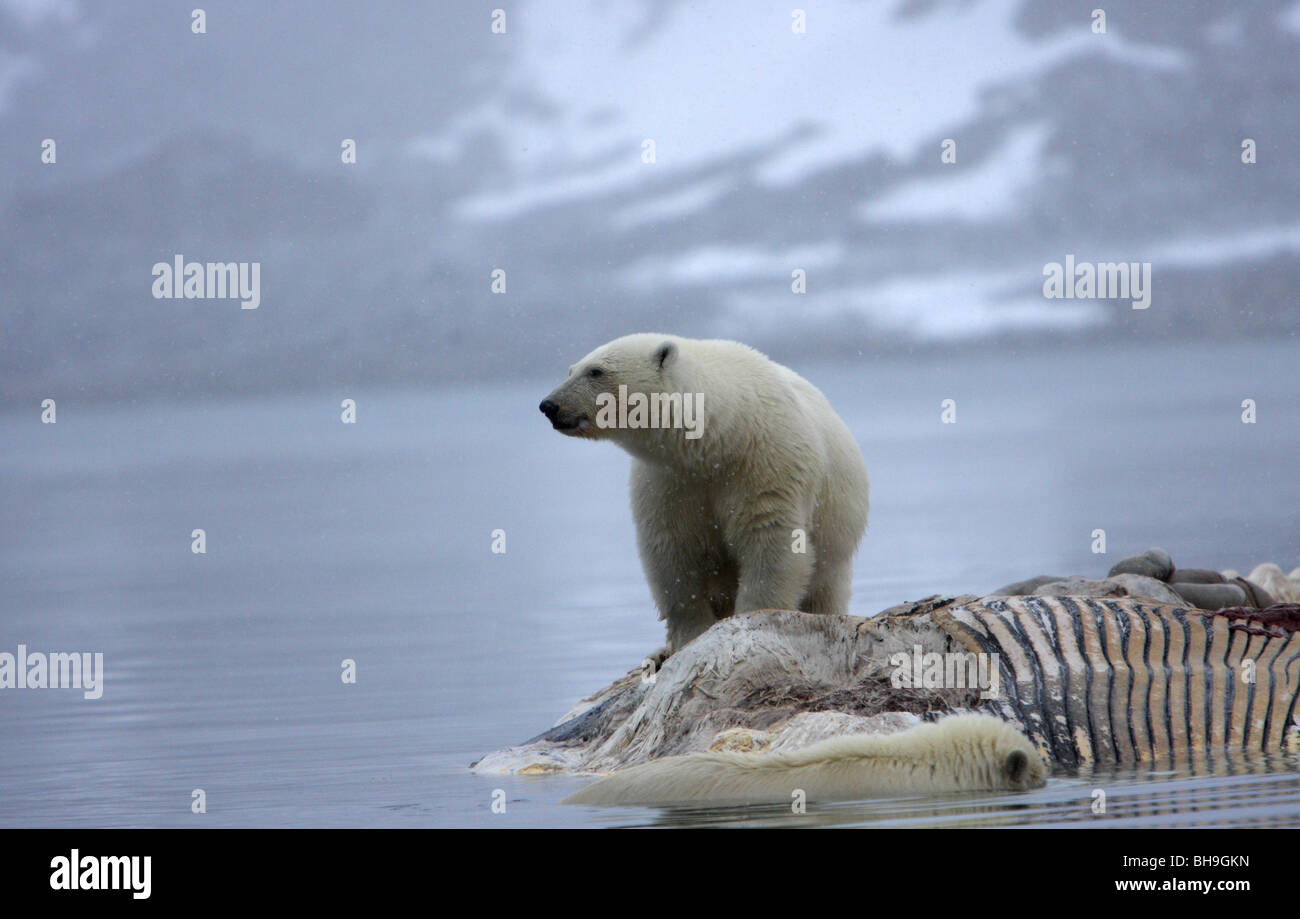 Polar Bear Ursus maritimus standing on a floating Fin Whale carcass in the snow in winter Stock Photo