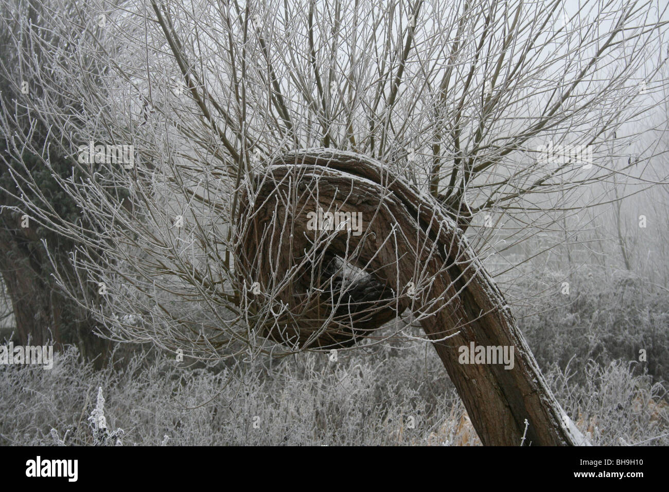 Frozen distorted tree,in the shape of a fist Witney, Oxfordshire, England UK Stock Photo