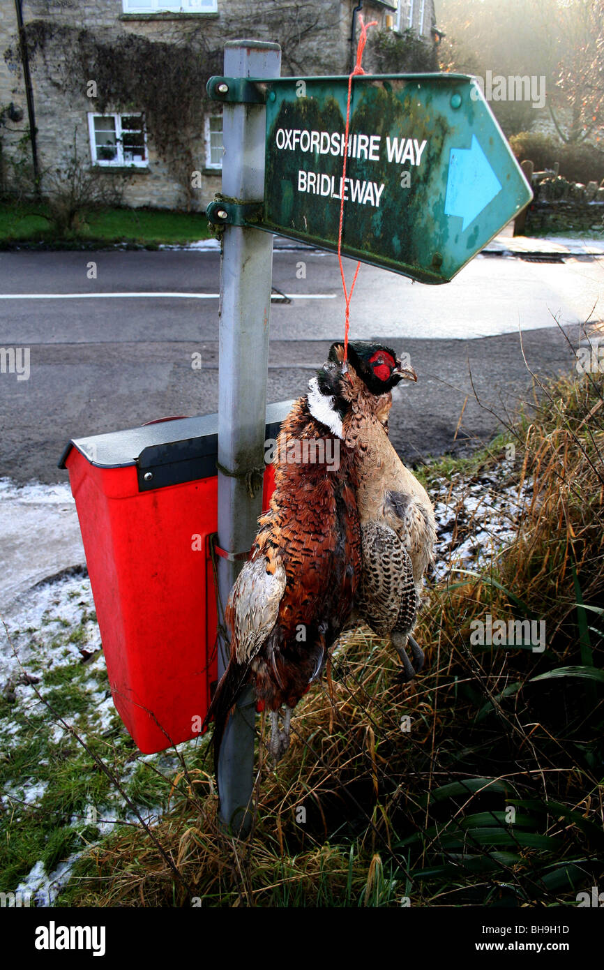 A brace of pheasants hanging on a footpath sign in oxfordshire, England uk Stock Photo