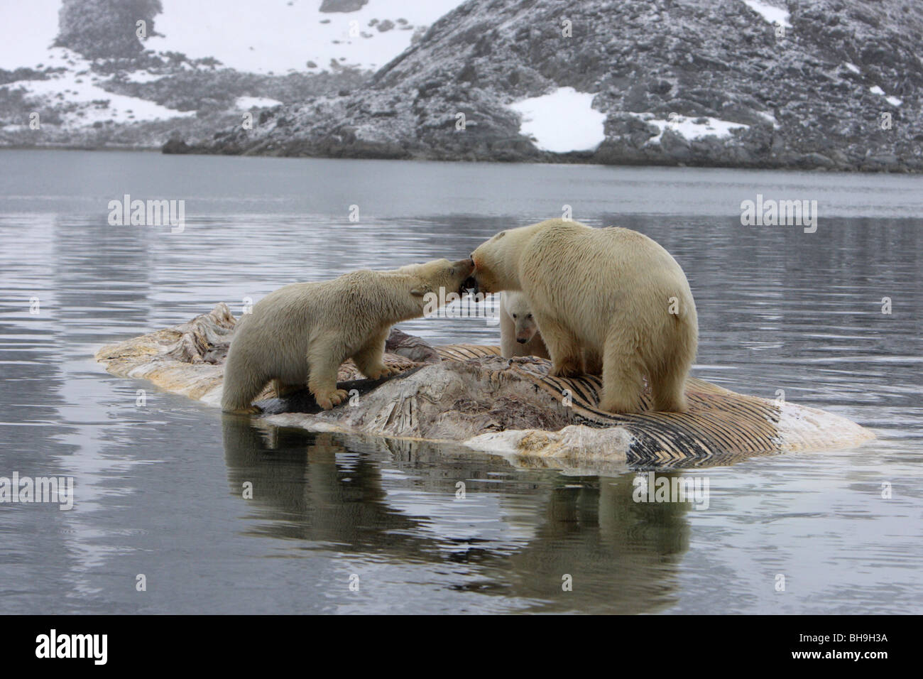 Polar Bear Ursus maritimus two jawing standing on a dead Fin Whale carcass floating in the ocean Stock Photo