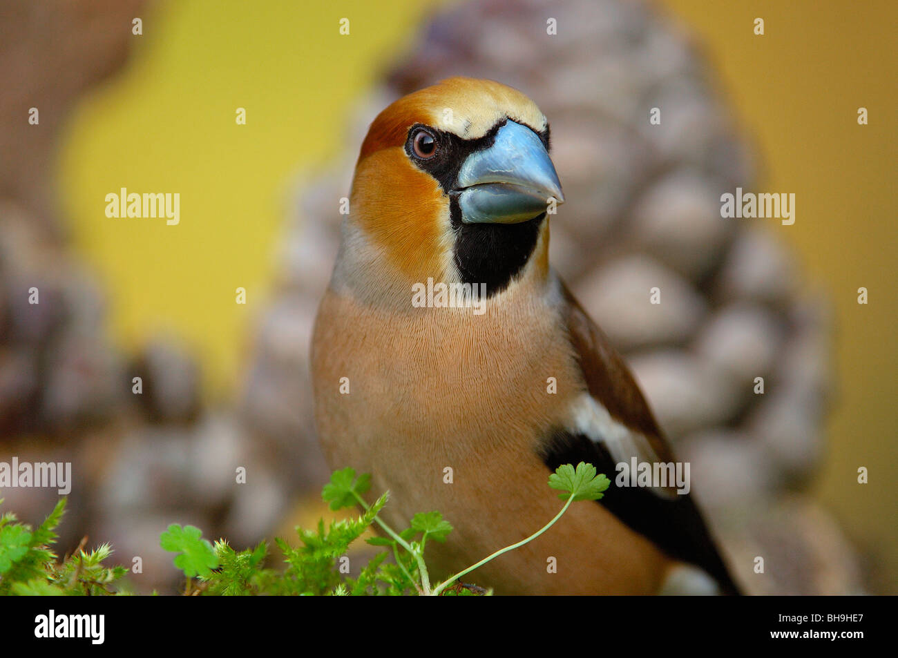 Hawfinch (Coccothraustes coccothraustes Stock Photo Alamy
