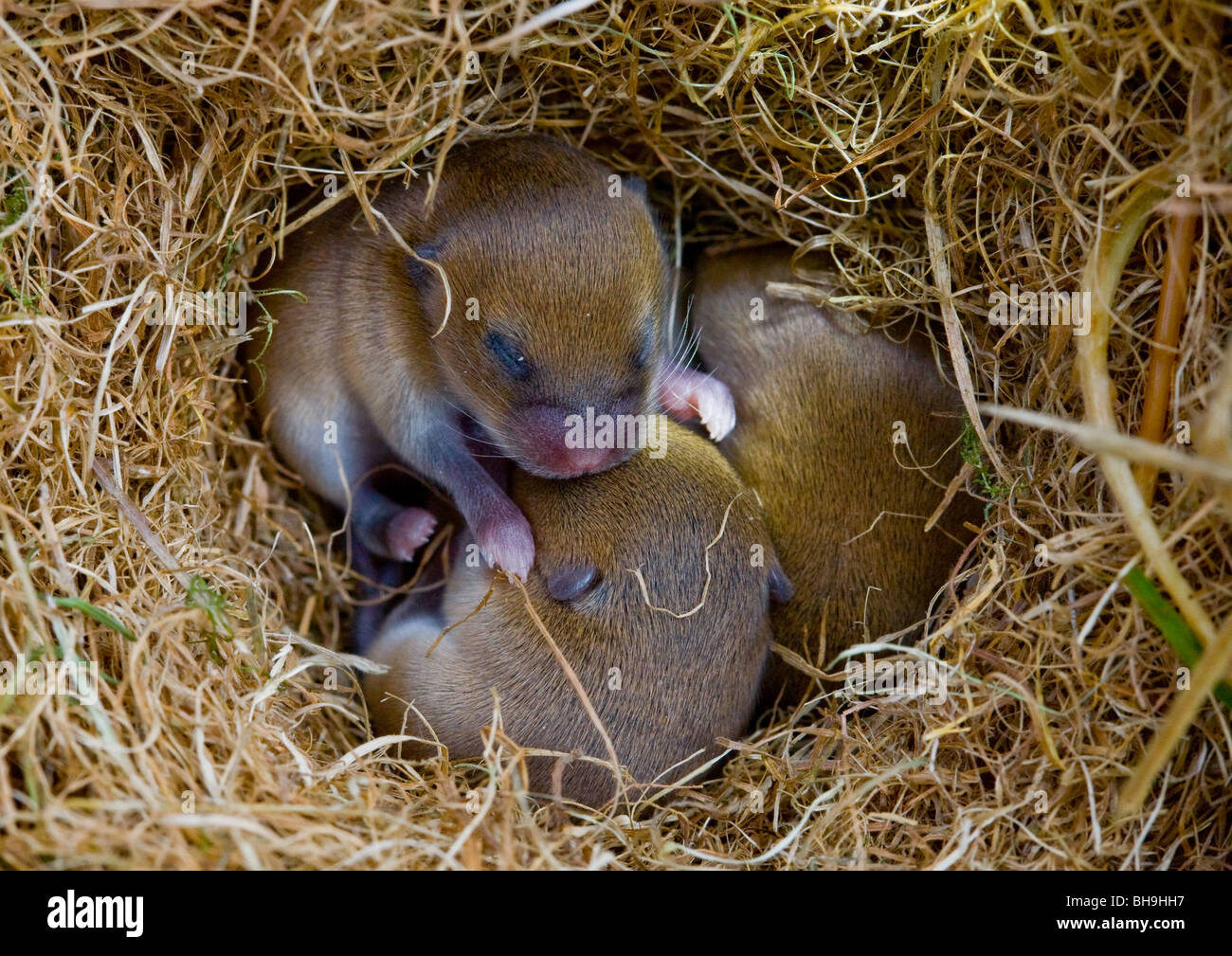 Baby Field Mice in Nest Stock Photo