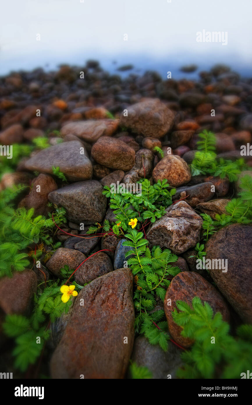 green plants growing between rocks Stock Photo Alamy