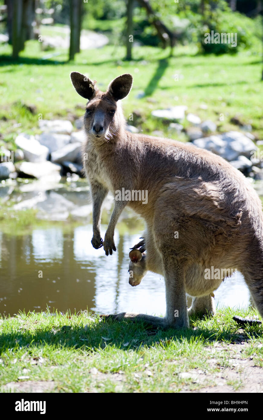 Eastern Grey Kangaroo (Macropus giganteus) with joey, Captive Stock Photo