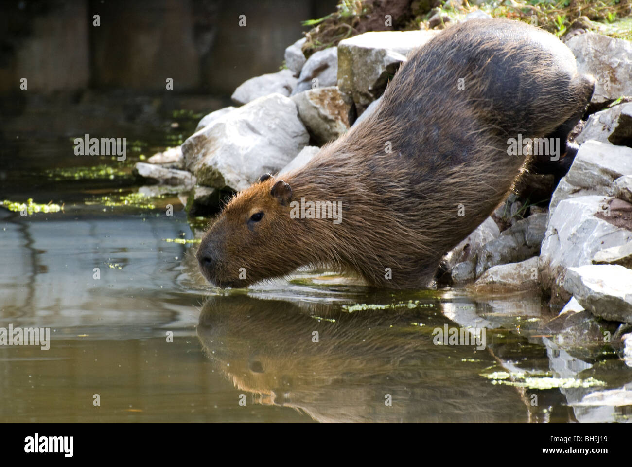 Capybara (Hydrochoerus hydrochaeris), Captive. Stock Photo