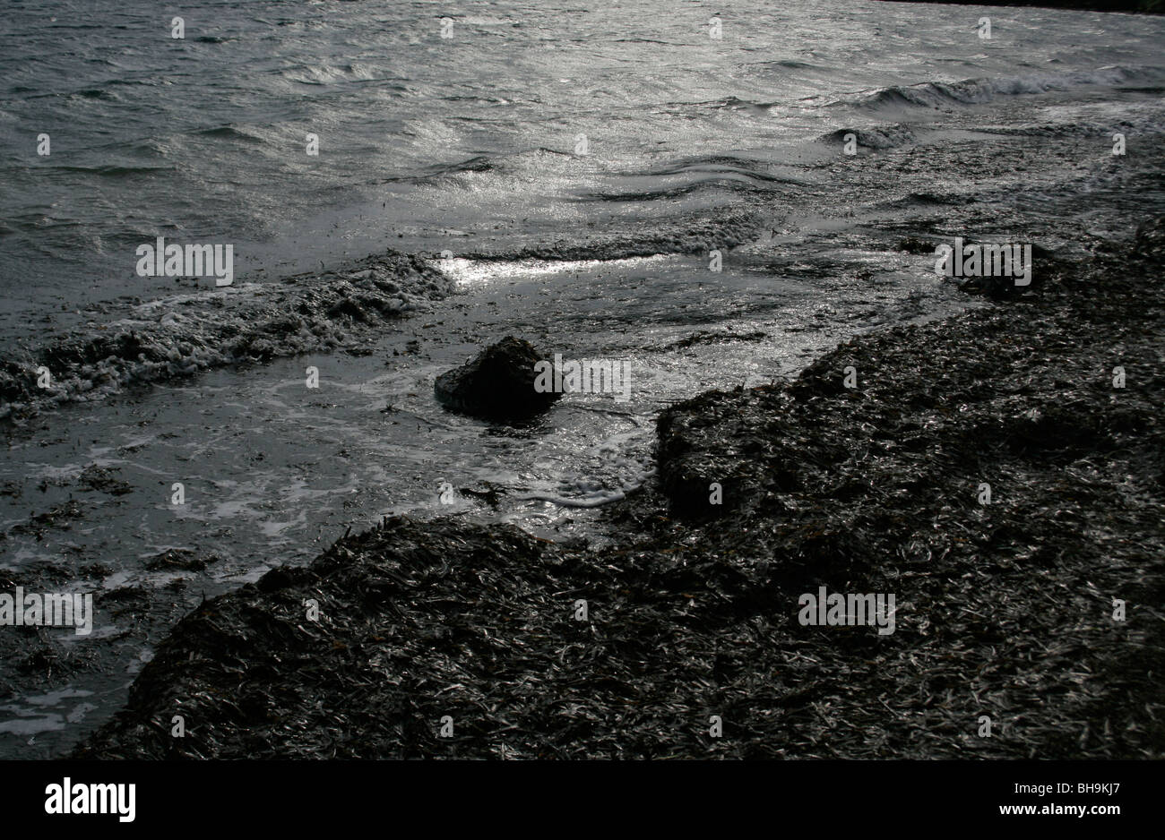 toxic and waste oils on the water at the beach Stock Photo Alamy